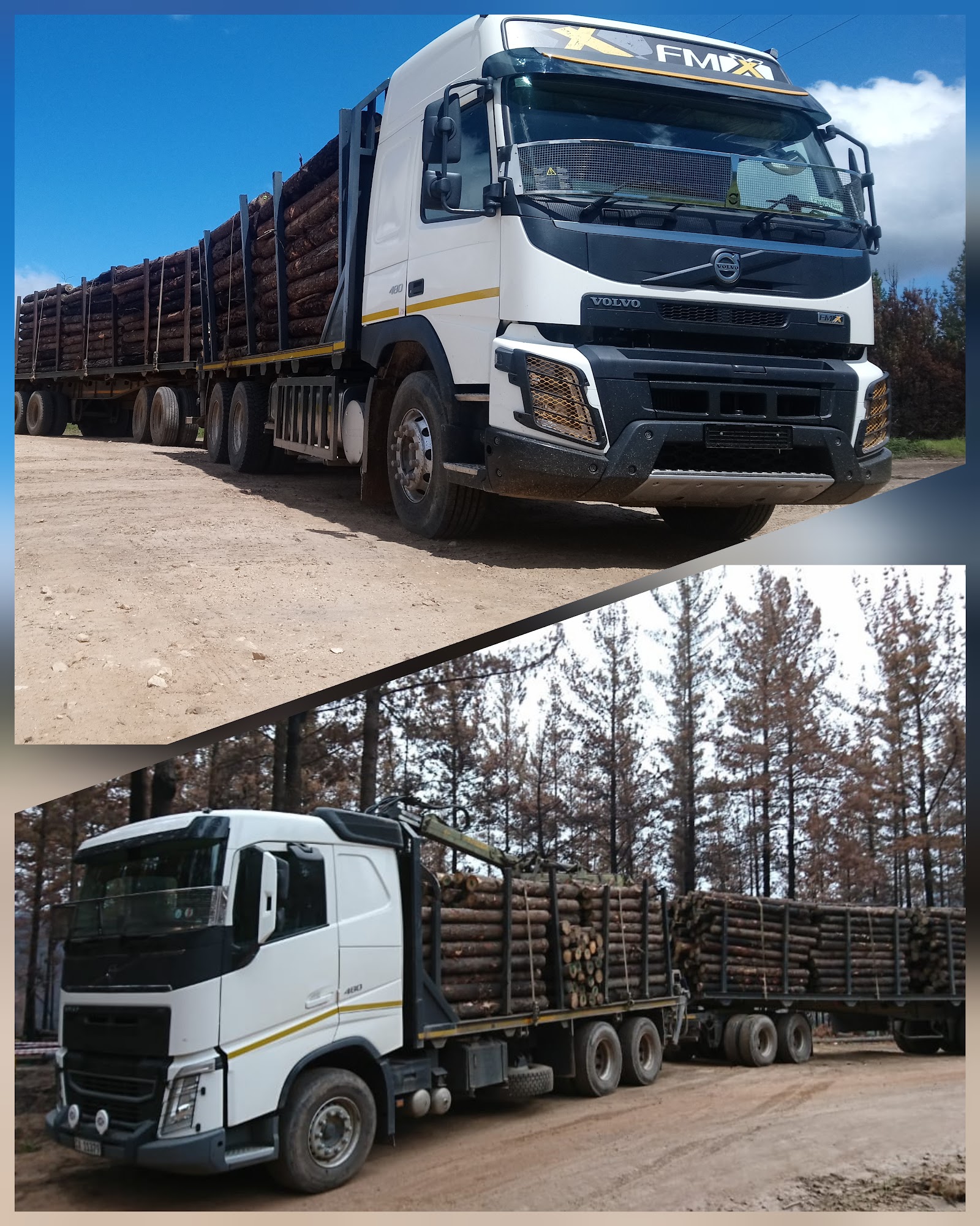 White Volvo FMX truck with FMX branding hauling timber logs on multi-axle trailer.